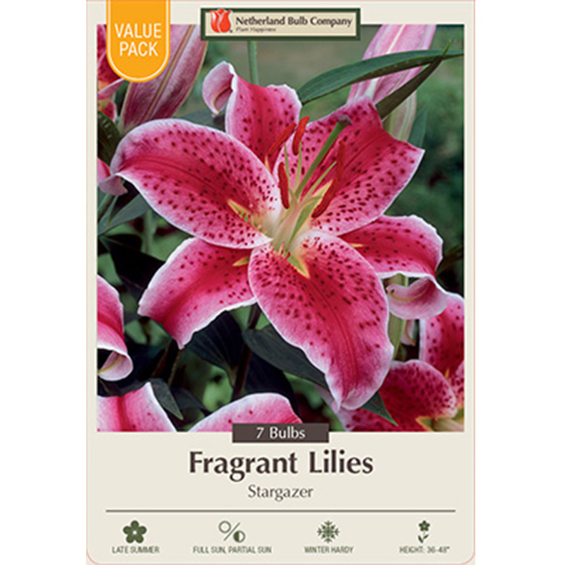 LILY STARGAZER VALUE PACK