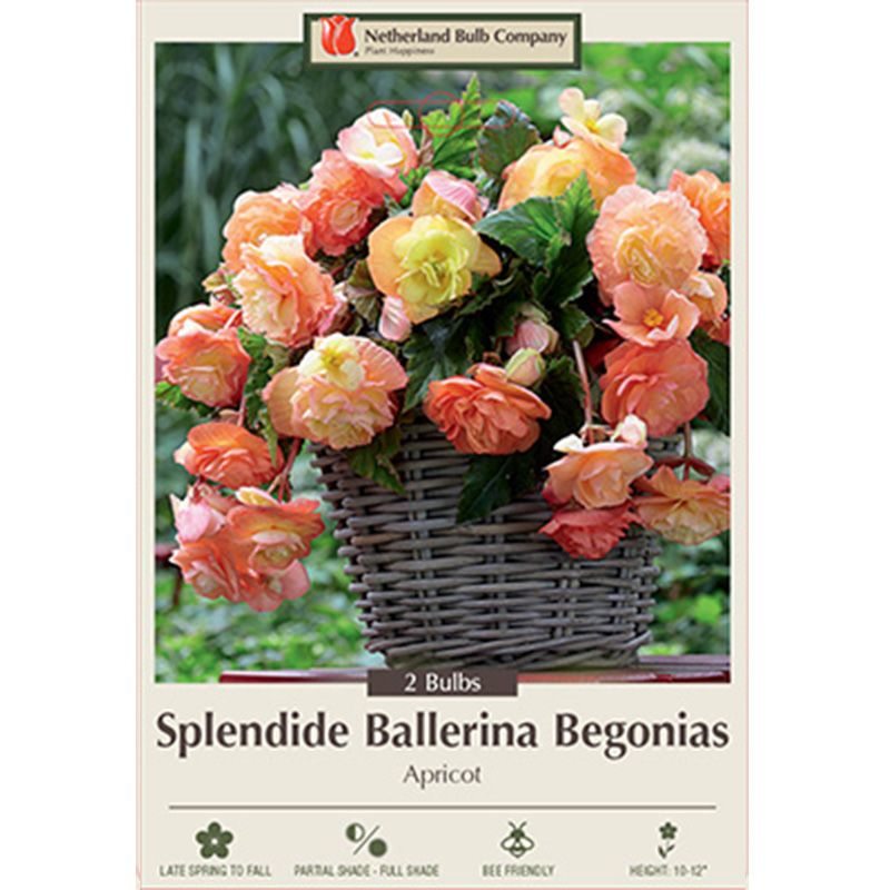 BEGONIA BALLERINA APRICOT