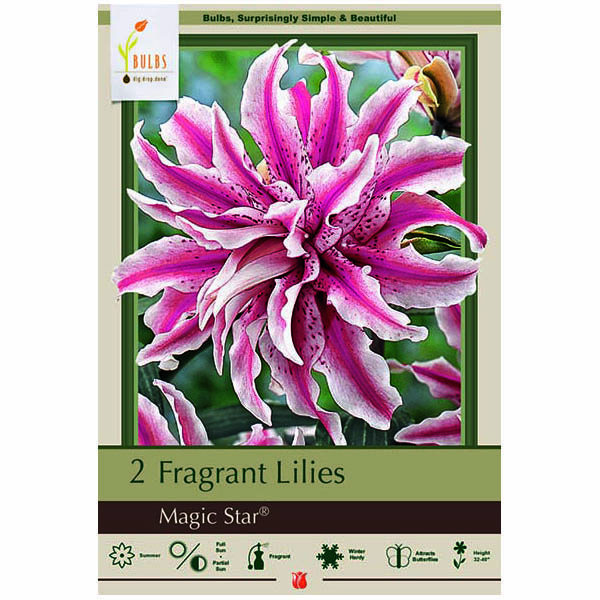 LILY MAGIC STAR DOUBLE