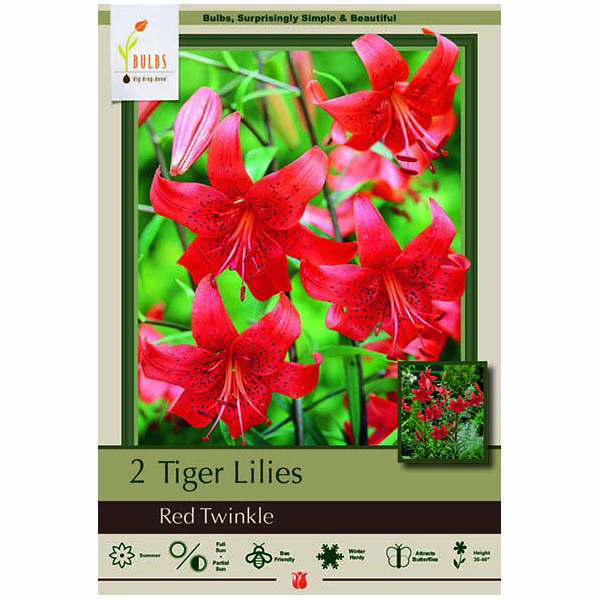 LILY TIGRINUM TWINKLE