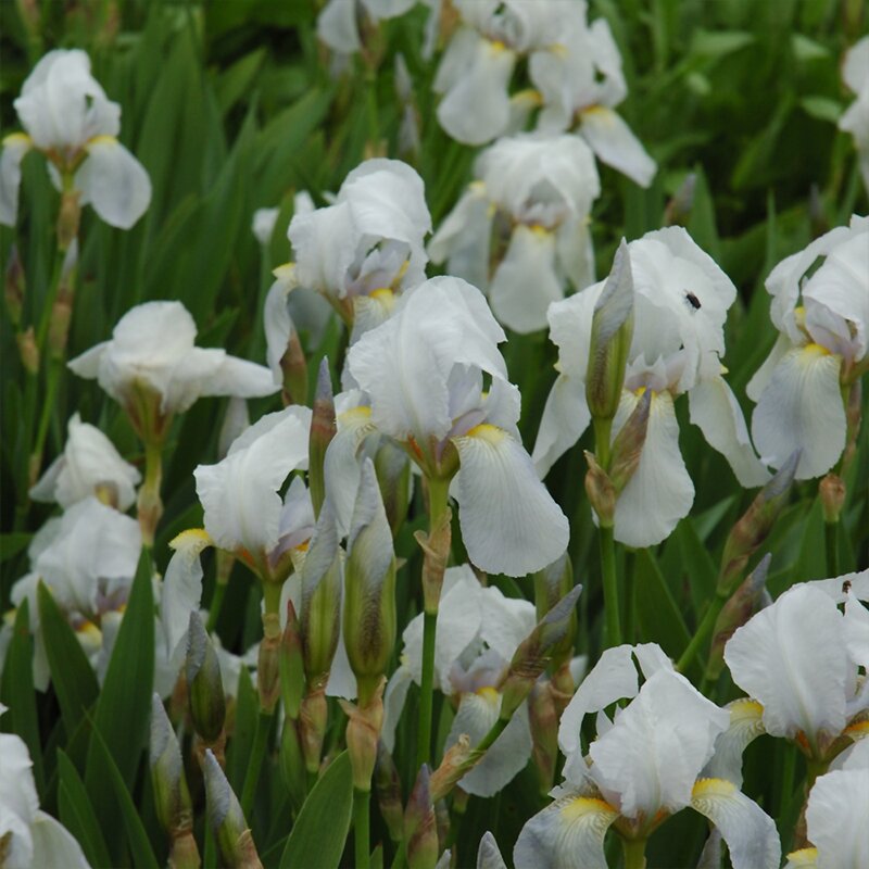 BEARDED IRIS ASSORTED