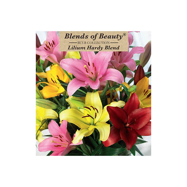 LILY ASIATIC HARDY MIX