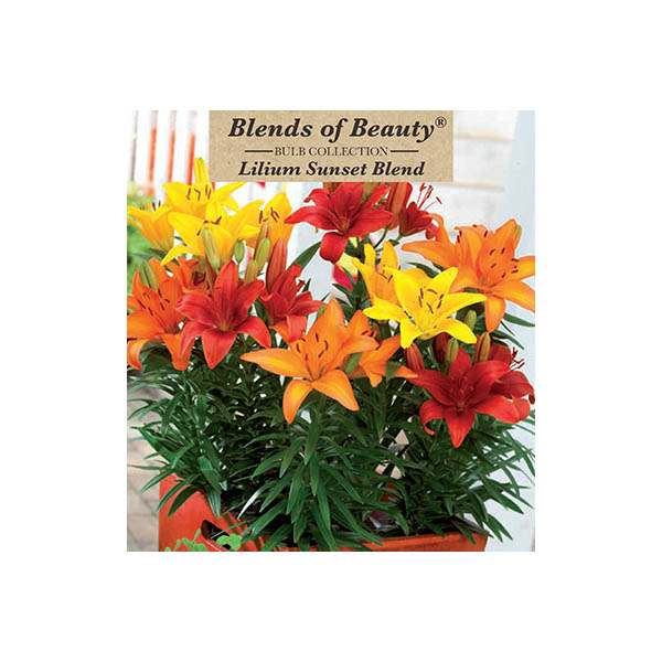 LILY ASIATIC SUNSET MIX