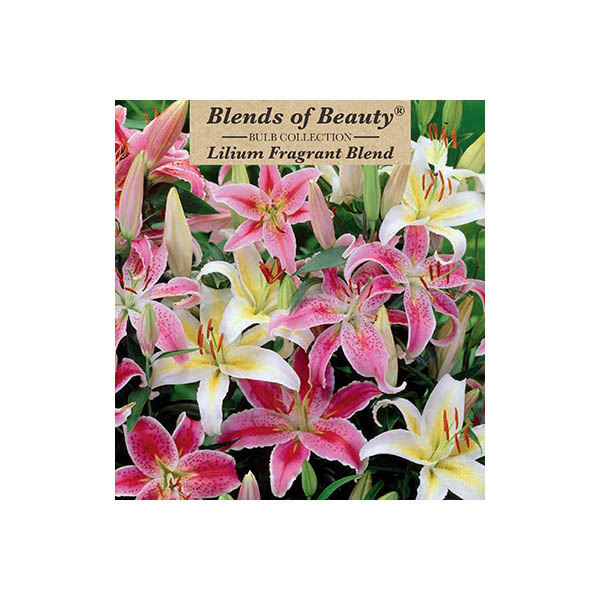 LILY FRAGRANT MIX