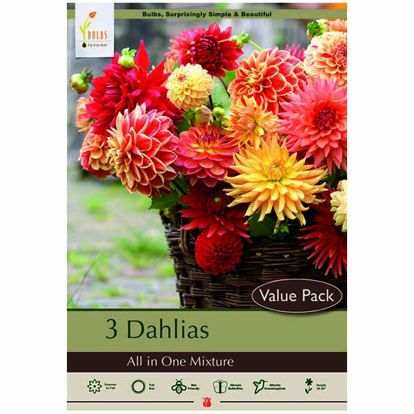 DAHLIA ALL IN ONE MIX