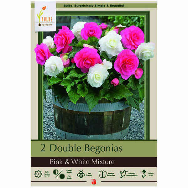 BEGONIA DOUBLE PINK AND WHITE