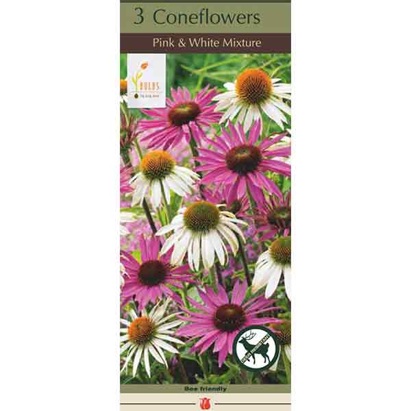 ECHINACEA PINK AND WHITE MIX