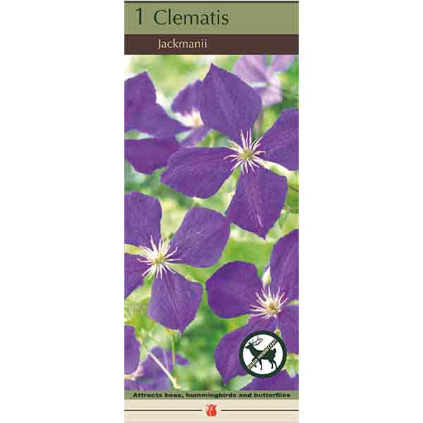 CLEMATIS JACKMANNII SUPERBA