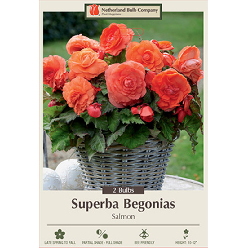 BEGONIA SUPERBA SALMON