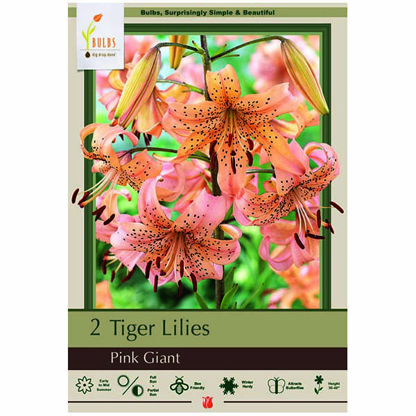 LILY TIGRINUM PINK GIANT
