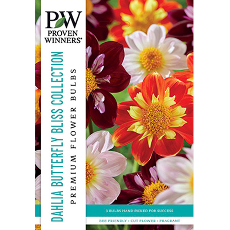 DAHLIA BUTTERFLY BLISS  MIX 3PP