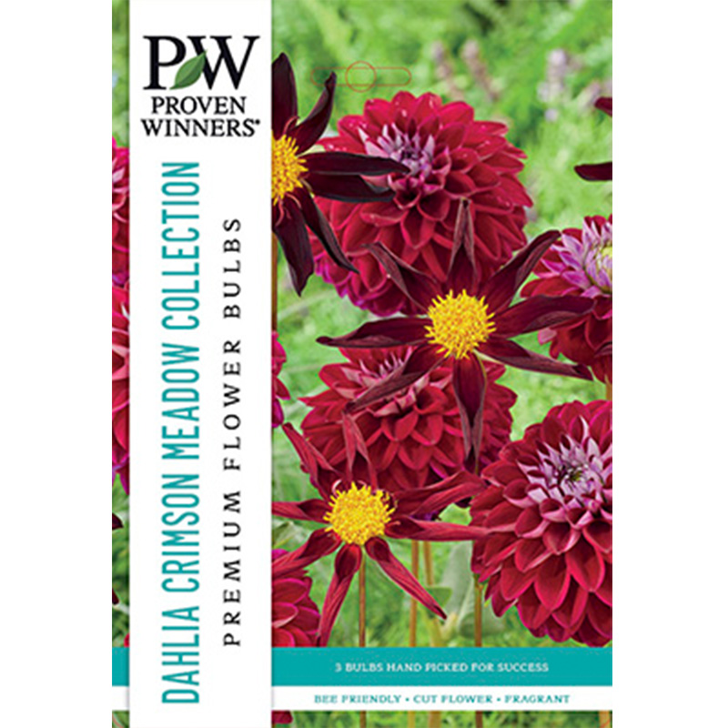 DAHLIA CRIMSON MEADOW  MIX 3PP