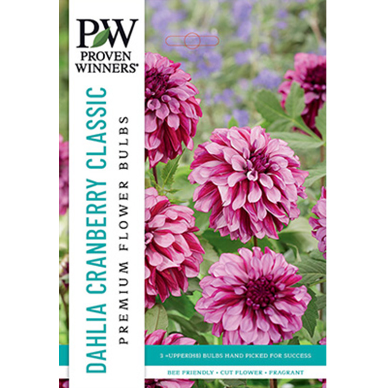 DAHLIA CRANBERRY CLASSIC 3PP