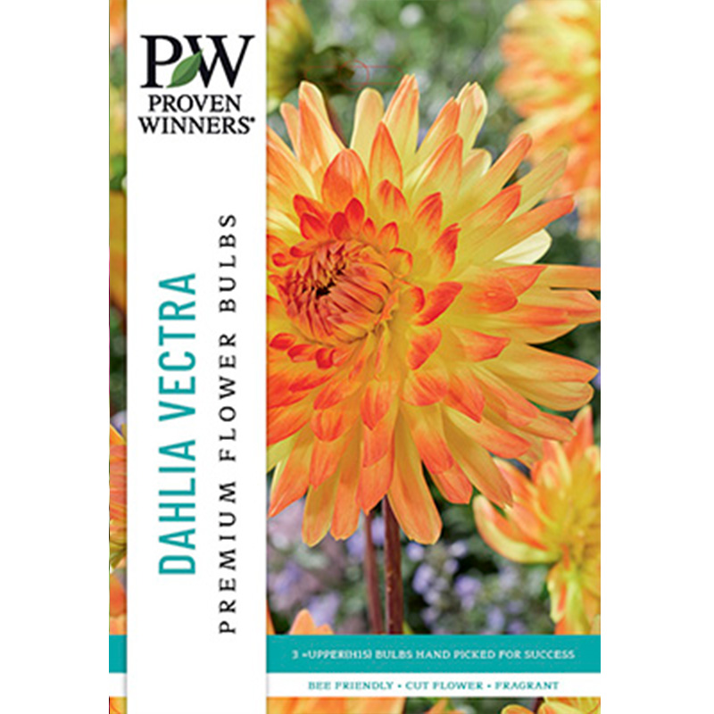 DAHLIA VECTRA 3PP