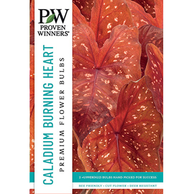 CALADIUM BURNING HEART 2PP