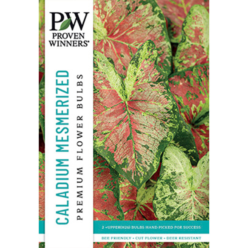 CALADIUM MESMERIZED 2PP