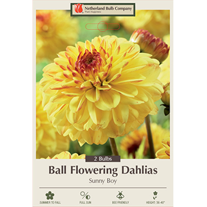 DAHLIA SUNNY BOY