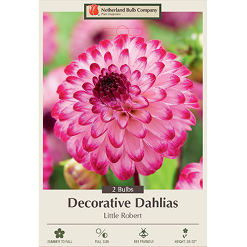 DAHLIA LITTLE ROBERT