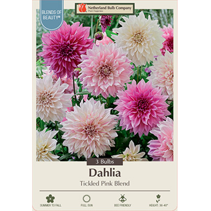 DAHLIA TICKLED PINK BLEND