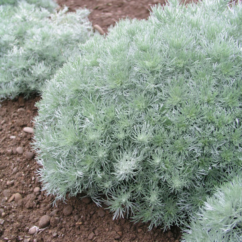 ARTEMISIA 'SILVER MOUND'  1G