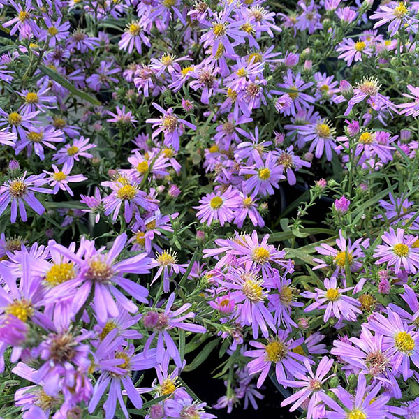 ASTER 'WOODS PINK' 1G