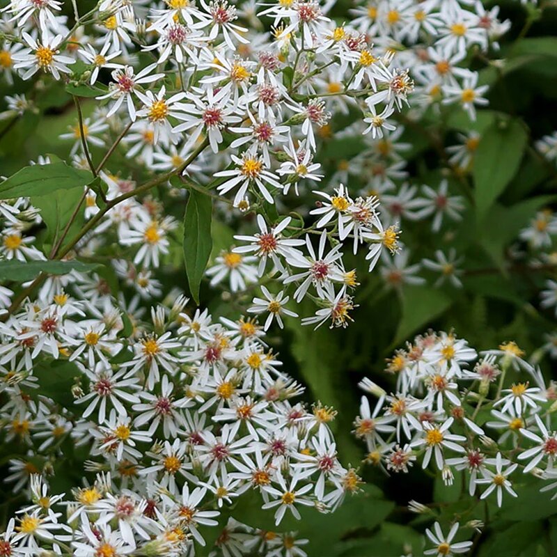 ASTER 'WOODS WHITE' 2G