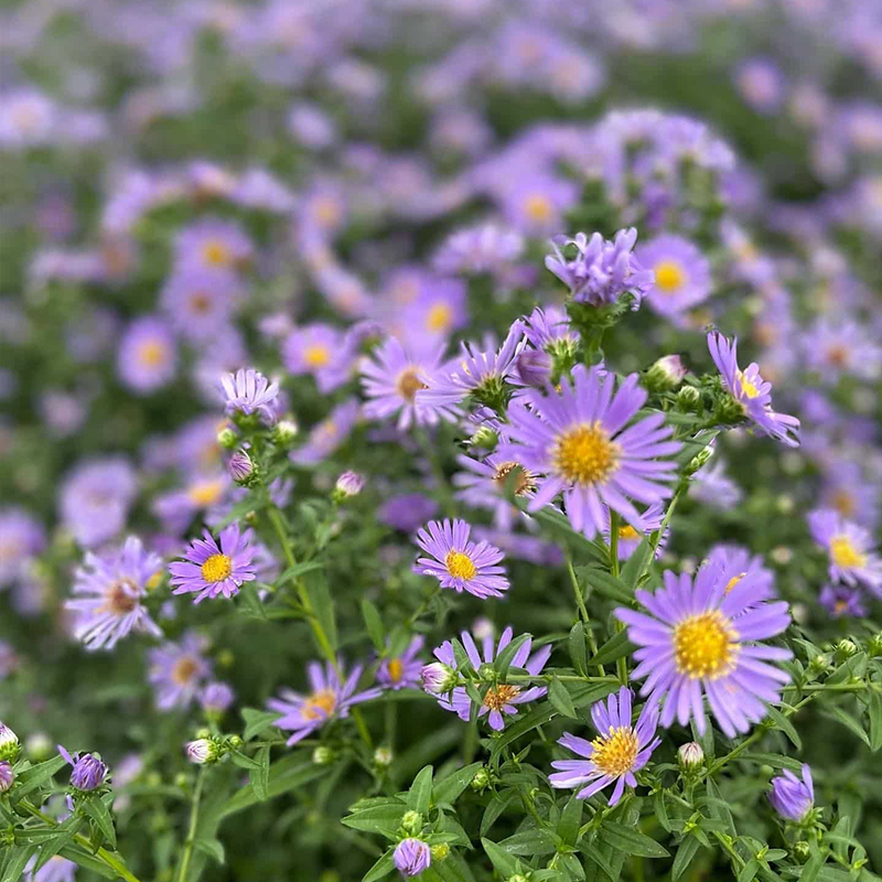 ASTER CORDIFOLIUS 1Q