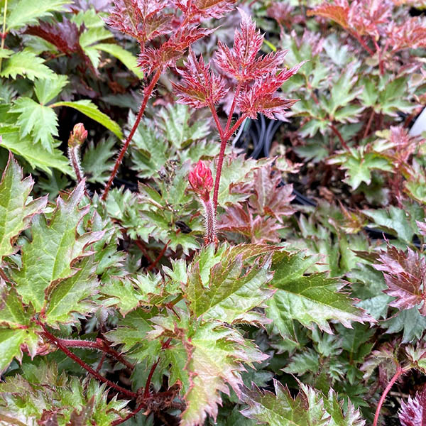 ASTILBE 'DELFT LACE' 1G