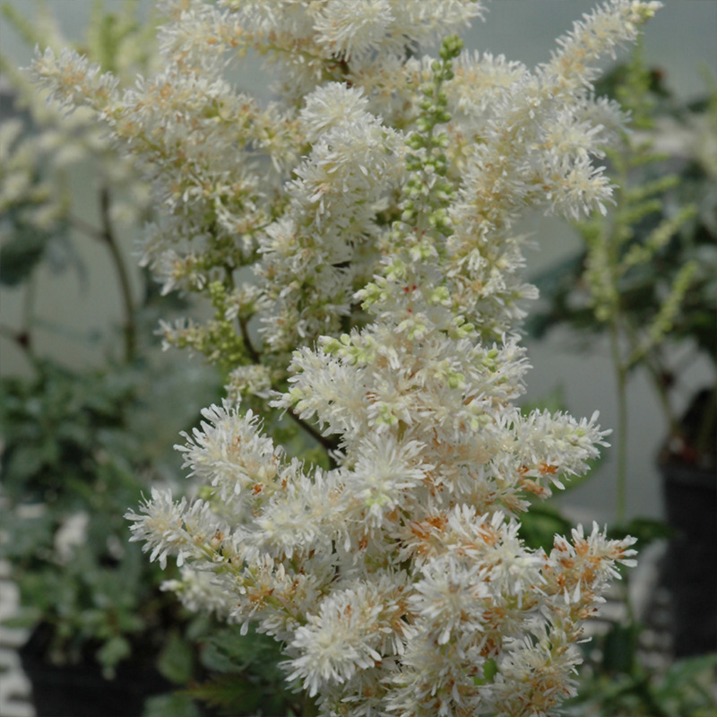 ASTILBE 'VISION IN WHITE' 1G