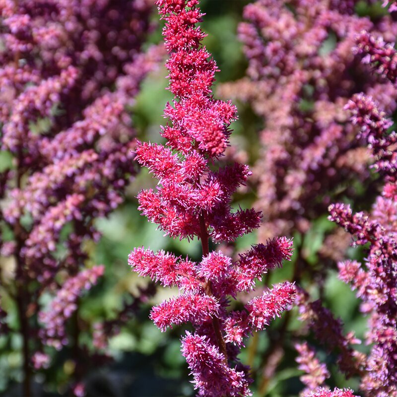 ASTILBE 'VISION VULCANO' 1G