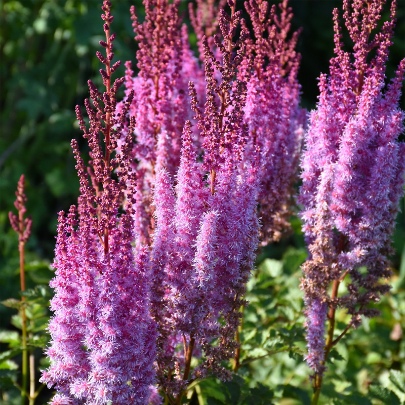 ASTILBE 'SUPERBA' 1G