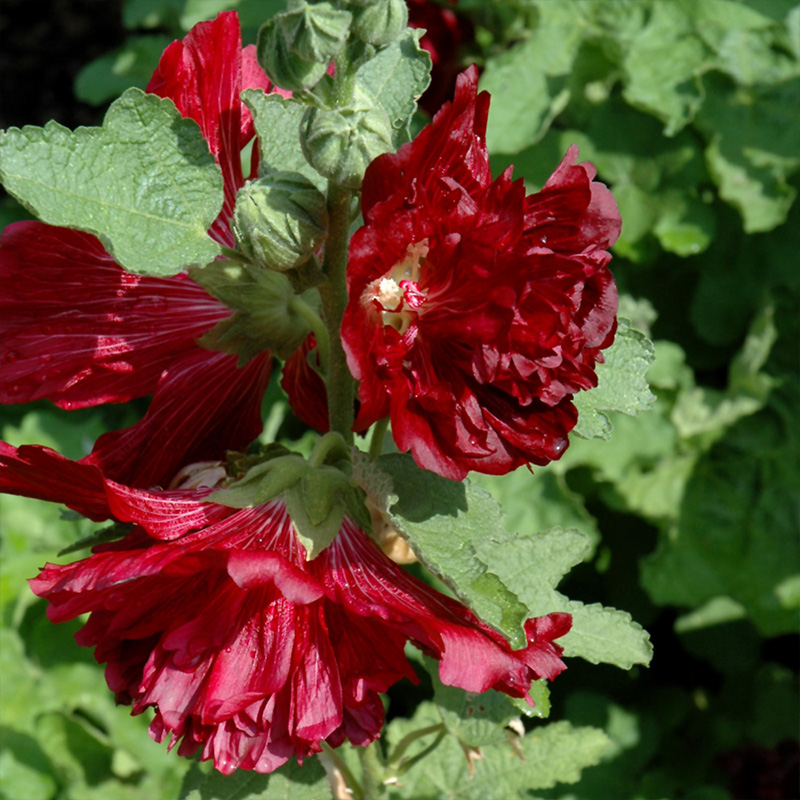 ALCEA 'SPRING CELEBRITY MIX' 1G