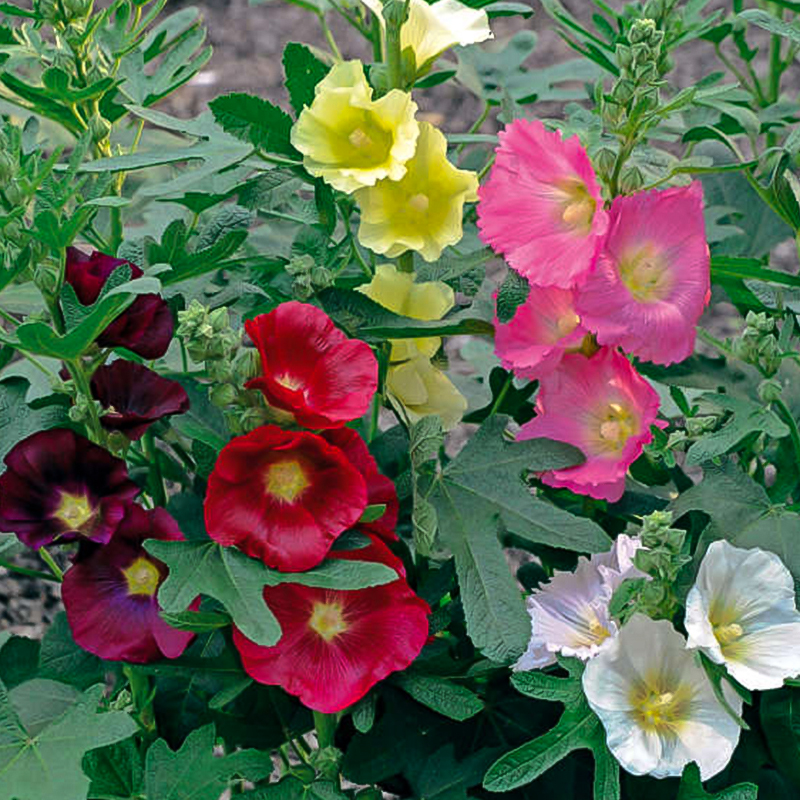 ALCEA 'LAS VEGAS' 1G