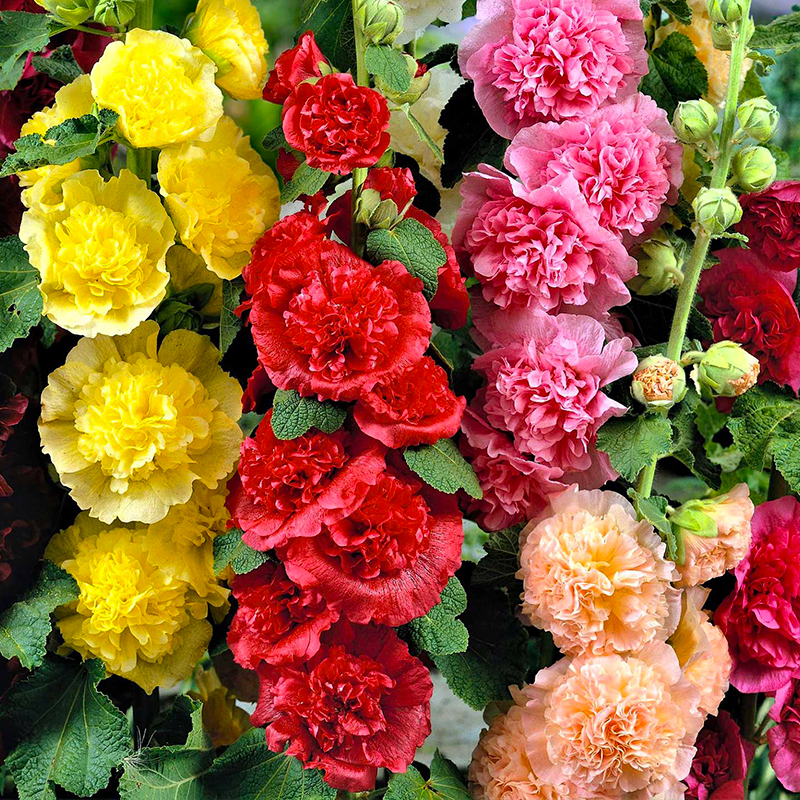 ALCEA 'CHATERS MIX' 1G