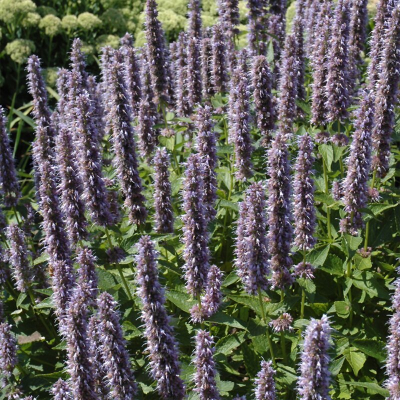 AGASTACHE 'BLUE FORTUNE' 2G