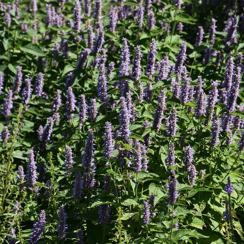 AGASTACHE FOENICULUM 2G