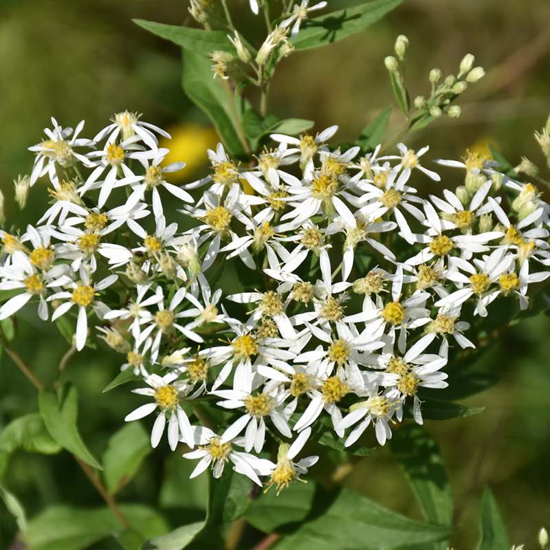 ASTER 'MACROPHYLLUS' 1G