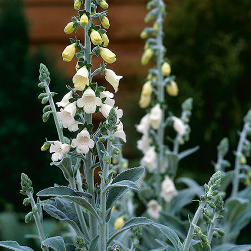 DIGITALIS 'HEYWOODII' 1G
