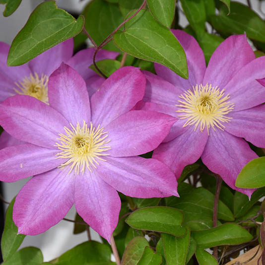 CLEMATIS 'PINK CHAMPAGNE' 1G