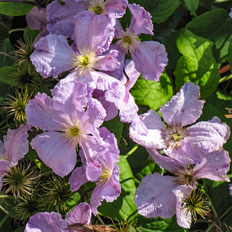 CLEMATIS 'BLUE ANGEL' 1G