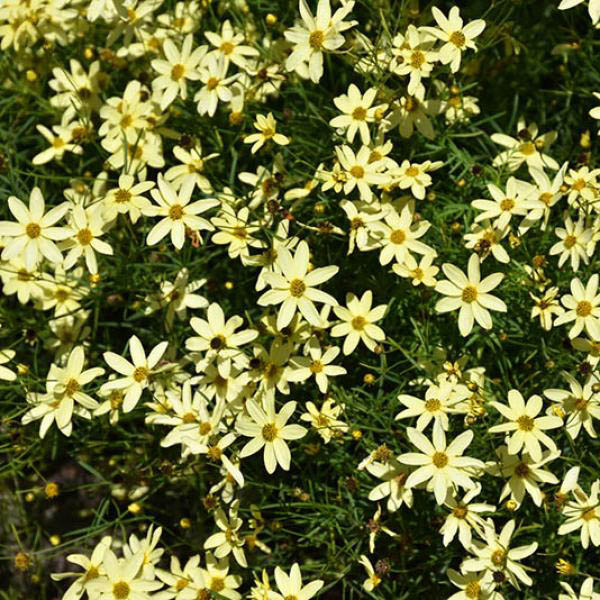 COREOPSIS 'MOONBEAM' 1G
