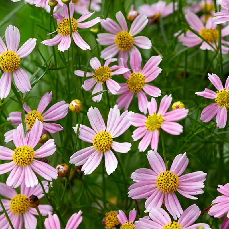 COREOPSIS 'AMERICAN DREAM' 1G