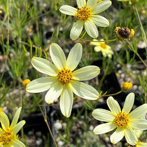 COREOPSIS 'MOONBEAM' QT