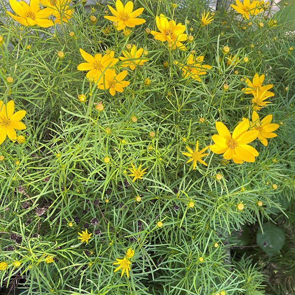COREOPSIS 'ZAGREB' QT