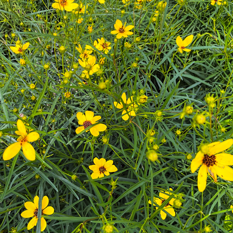 COREOPSIS GILDED LACE 1G