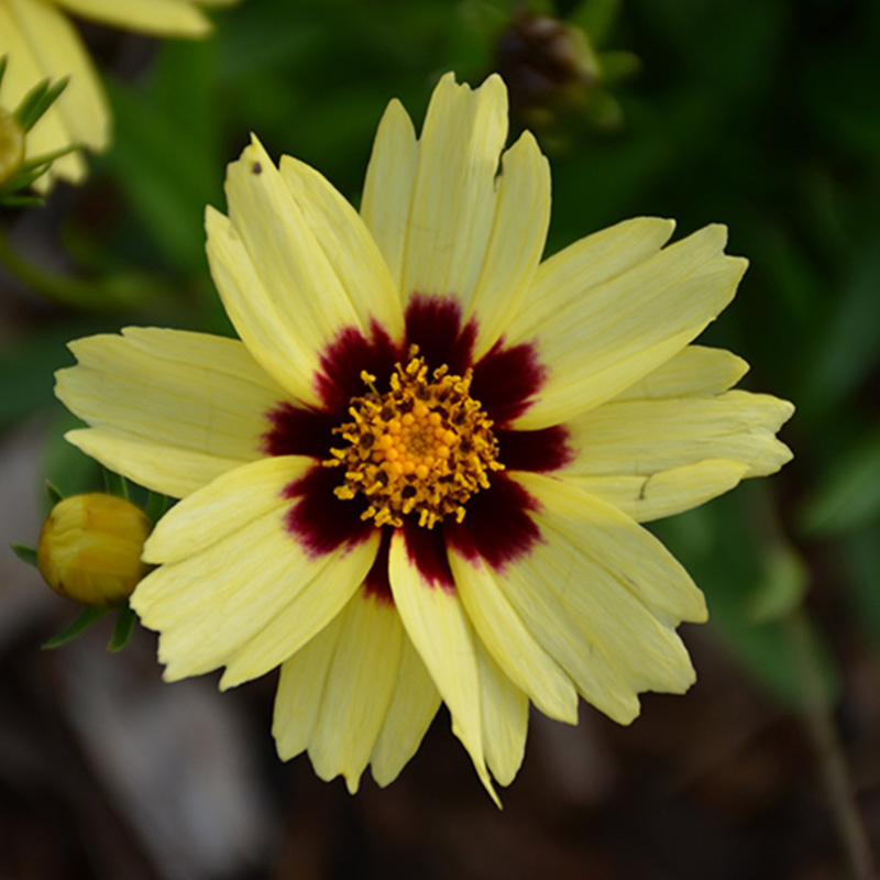 COREOPSIS 'UPTICK CRM & RED' 1G