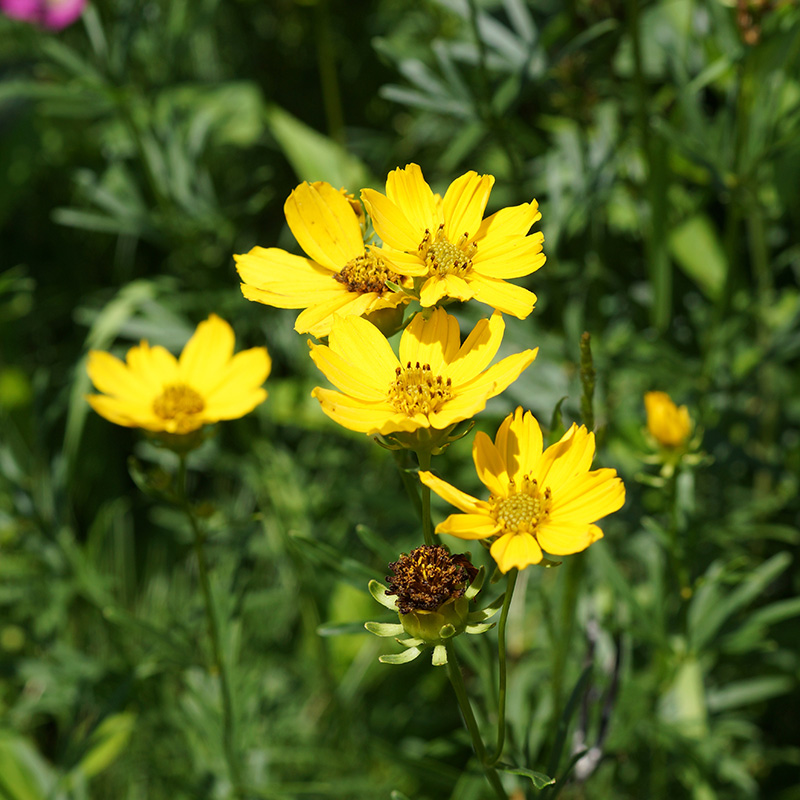 COREOPSIS 'PALMATA' 1G