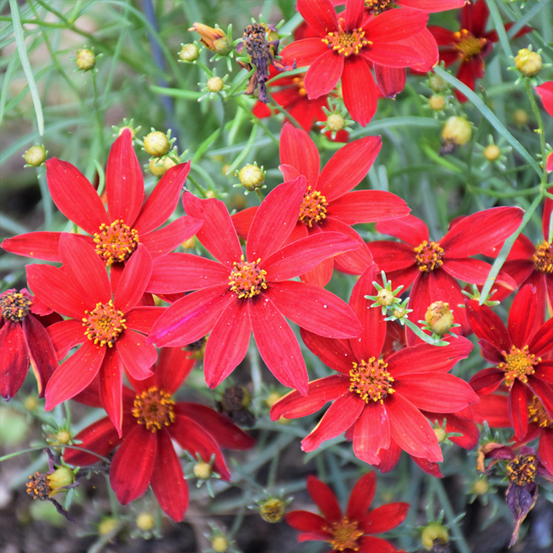 COREOPSIS 'HOT PAPRIKA' 1QT