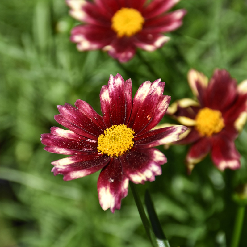 COREOPSIS 'RED ELF' 1QT