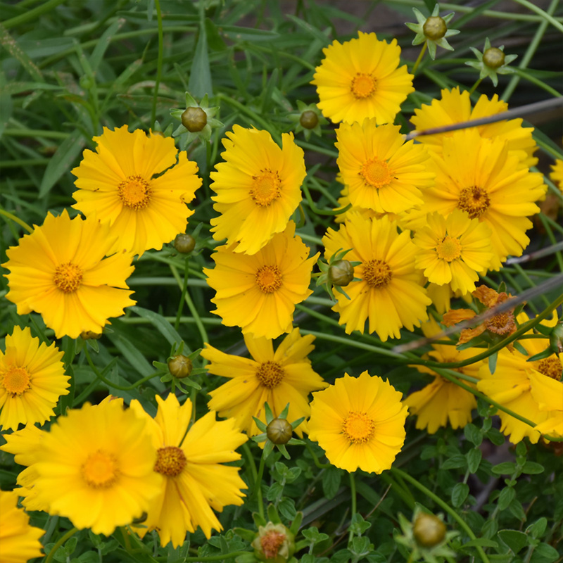 COREOPSIS LANCEOLATA 1Q